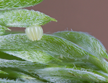 Zarucco Duskywing egg